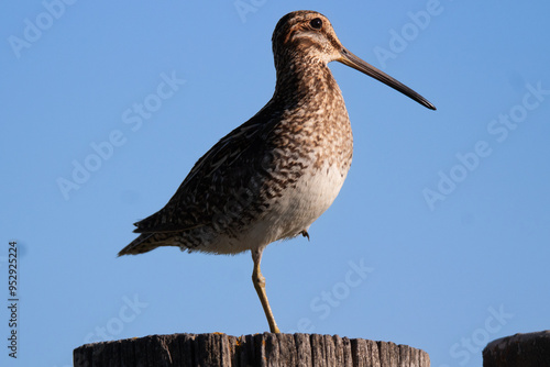 Wilson's Snipe photo