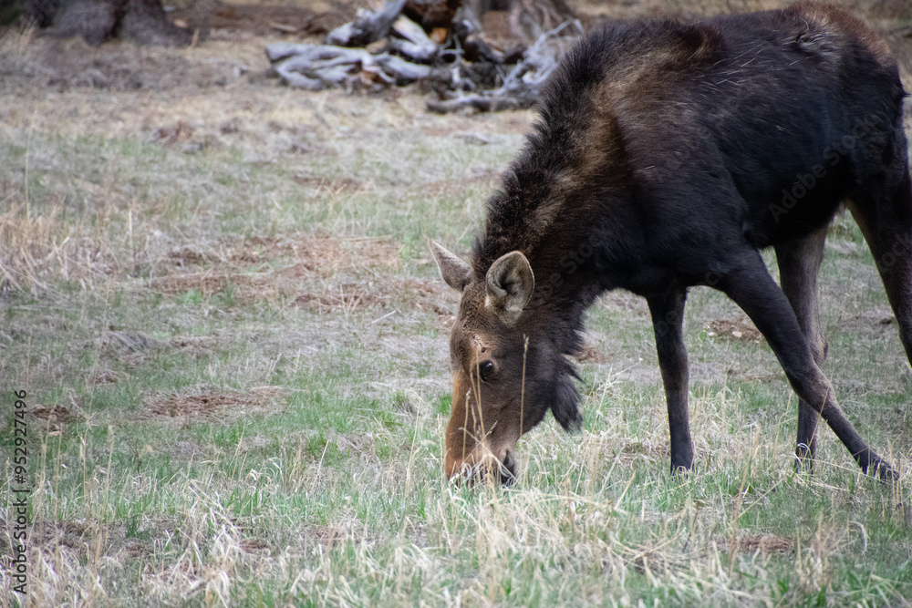 Fototapeta premium moose grazing in a field