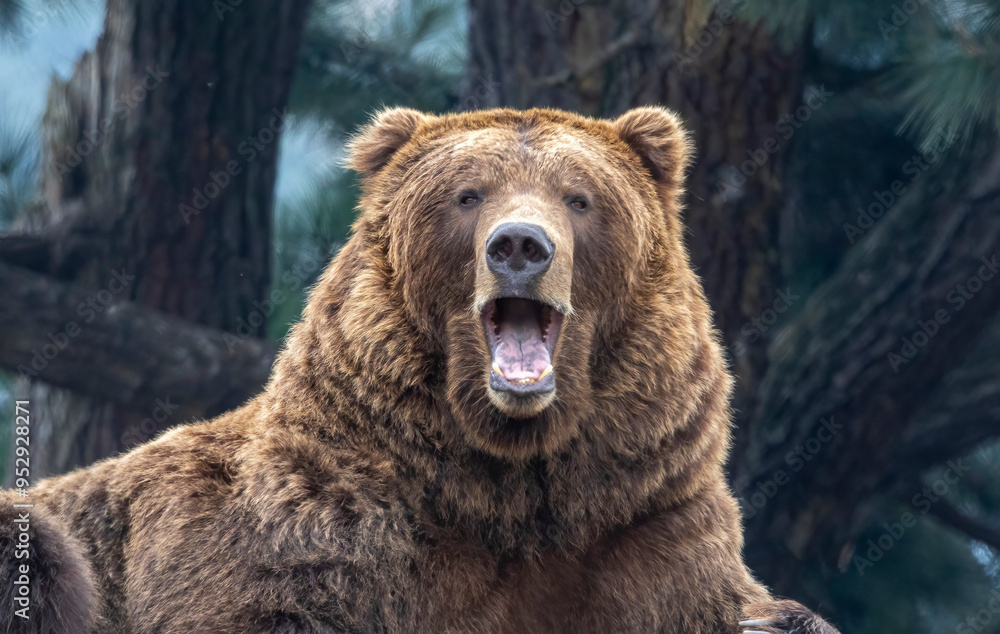 A bear possibly a grizzly bear or a Brown bear. You decide. A bear possibly a grizzly bear or a Brown bear. You decide.