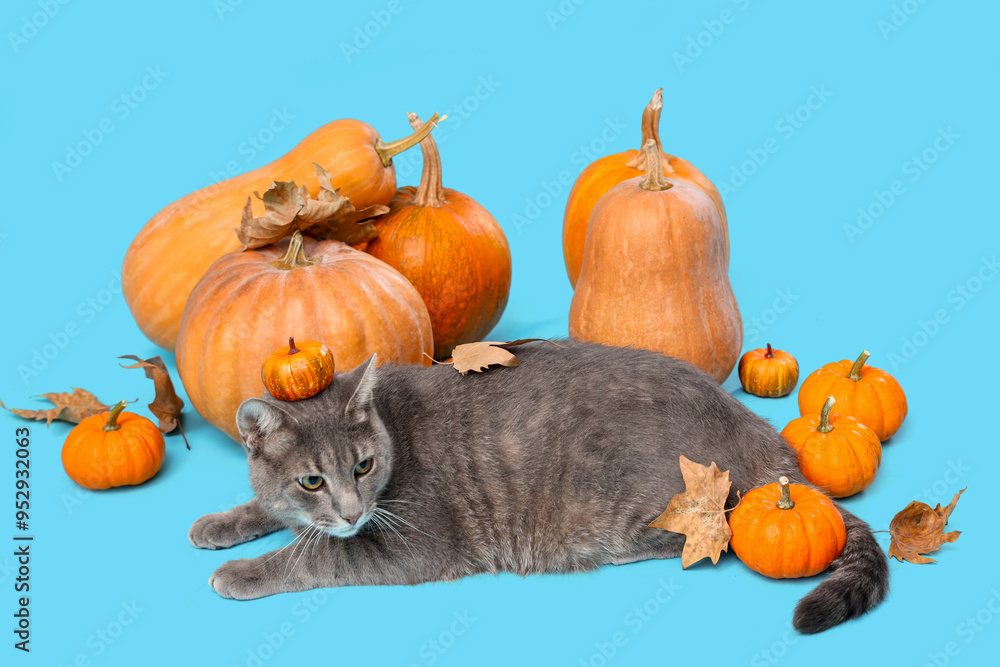 Cute cat with pumpkins and fallen leaves on blue background. Thanksgiving Day celebration
