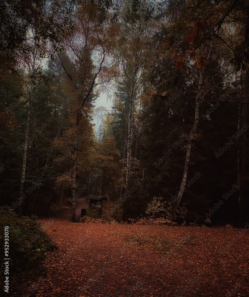 Obraz premium autumn in the park