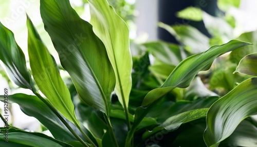 lush houseplant leaves close up