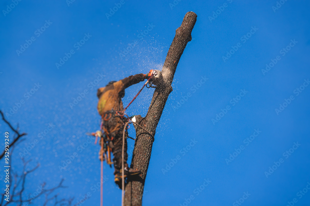 Arborist tree surgeon cutting and trimming tree branches with chainsaw, lumberjack woodcutter in uniform climbing and working on heights, process of tree trunk pruning and sawing on top in sunny day Arborist tree surgeon cutting and trimming tree branches with chainsaw, lumberjack woodcutter in uniform climbing and working on heights, process of tree trunk pruning and sawing on top in sunny day
