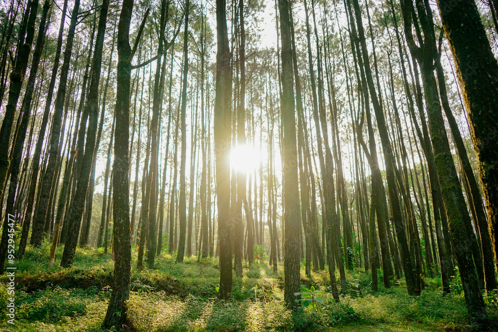 Fototapeta premium sun shining through the forest