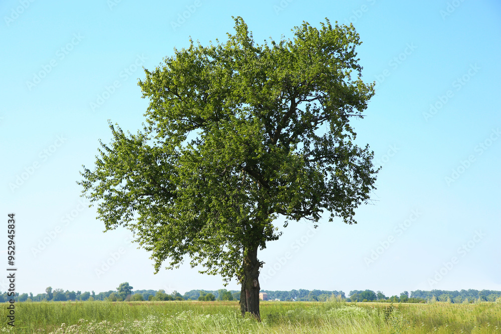 Obraz premium Beautiful tree with green leaves growing outdoors