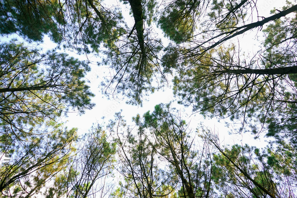 Fototapeta premium trees in the sky