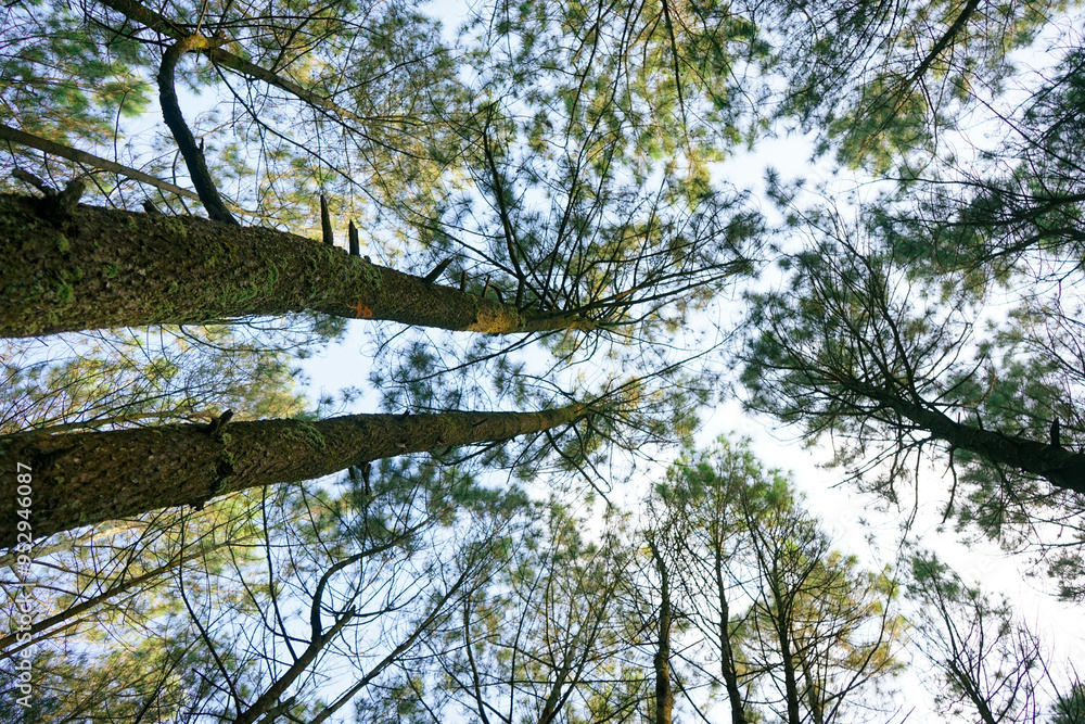 Obraz premium trees in the sky