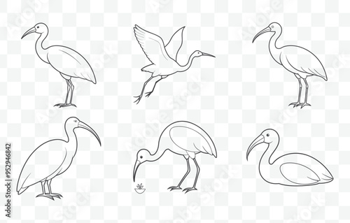 Ibis Line Art Vector Set with Elegant and Detailed Illustrations of Ibis Birds in a Clean and Modern Style