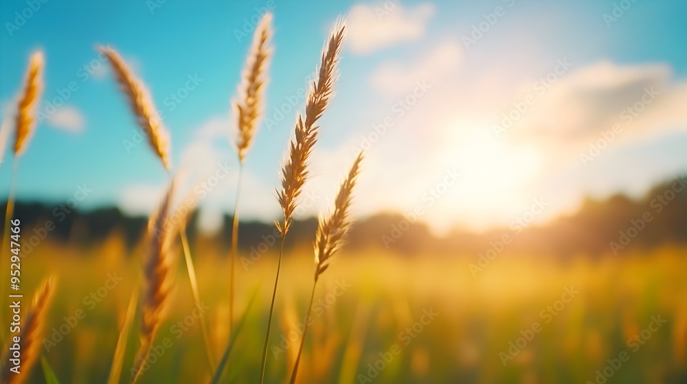 Obraz premium Vast Open Field with Swaying Grass and Gentle Wind Serene Landscape with Vibrant Hues