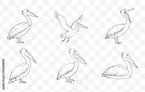 Pelican Line Art Vector Set Featuring Elegant and Detailed Illustrations of Pelicans in Various Poses