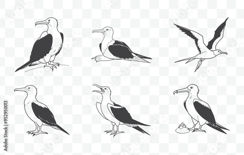 Frigatebird Line Art Vector Set Detailed Illustrations of Magnificent Seabirds in Various Poses and Styles