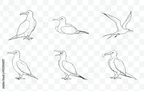 Frigatebird Line Art Vector Set Detailed Illustrations of Magnificent Seabirds in Various Poses and Styles