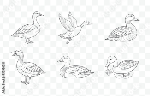 Intricate Gadwall Duck Line Art Vector Set Detailed Illustrations of Gadwall Ducks in Elegant and Precise Line Drawings