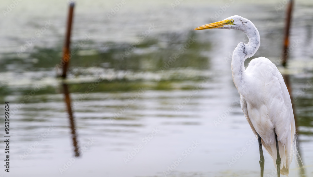 Closeup of a great egret. Closeup of a great egret.