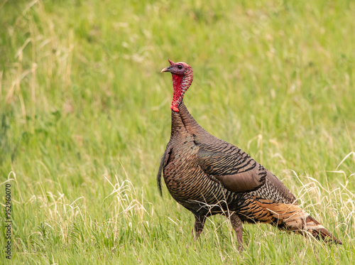 TOM TURKEY STANDING IN GRASS FIELD