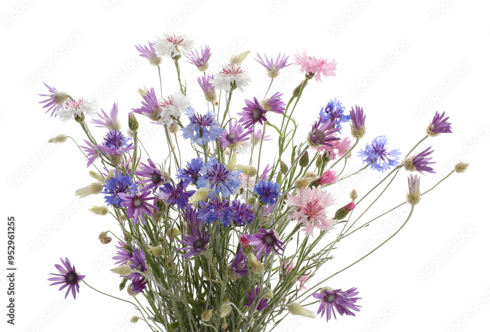Bouquet of beautiful wildflowers isolated on white