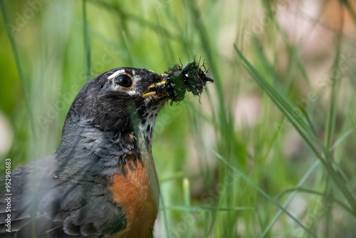 Robin hunting