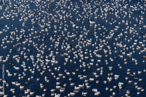 snow geese migration