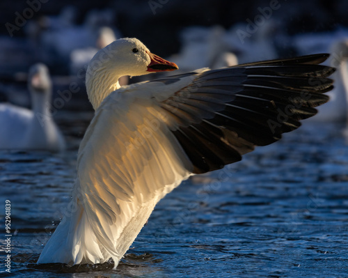 Snow goose flapping wings