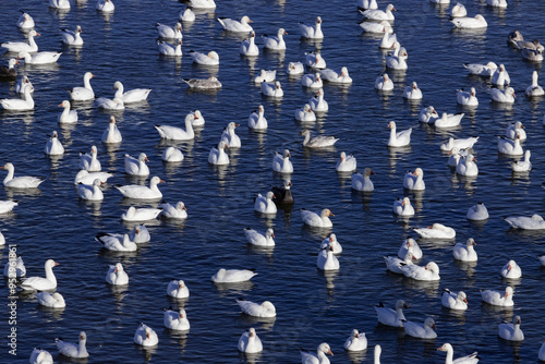 snow geese migration