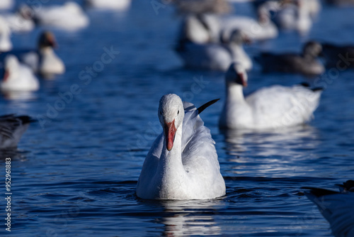 Snow geese migration