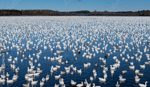 Snow geese migration