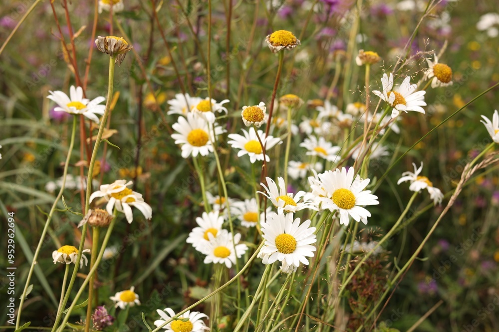 Beautiful white chamomile flowers growing in field Beautiful white chamomile flowers growing in field