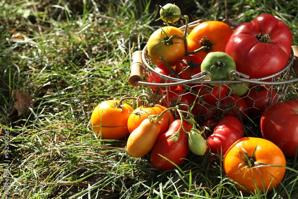 Different fresh tomatoes in metal basket on green grass outdoors Different fresh tomatoes in metal basket on green grass outdoors