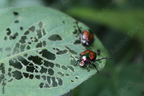 葉を食べるマメコガネ
