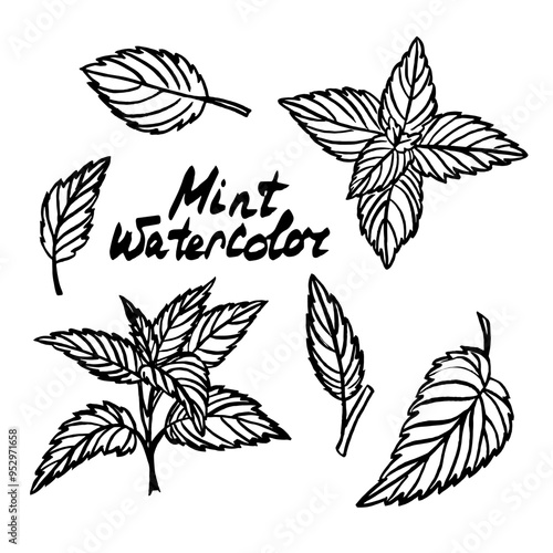 Mint graphics outline graphic branches, leaves. Black and white outline spice. Hand drawn illustrations black and white isolated EPS file for packaging design, postcards, textiles