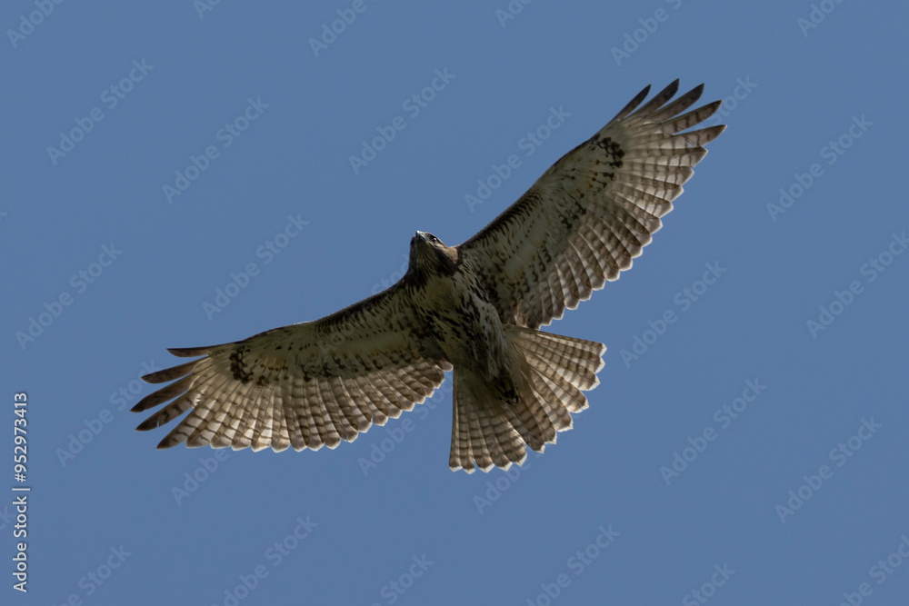 Obraz premium Red shouldered hawk in flight