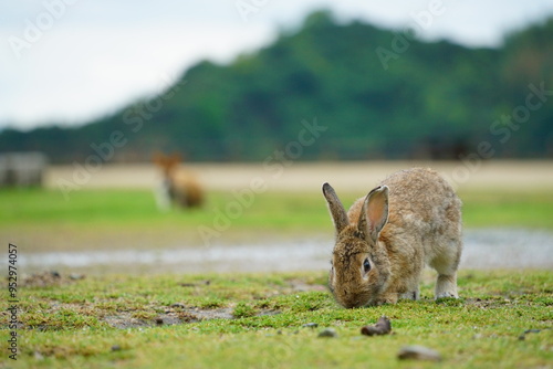 大久野島（うさぎ島）のうさぎ