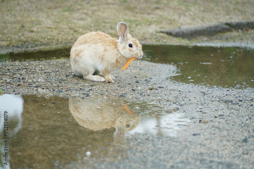 大久野島（うさぎ島）のうさぎ