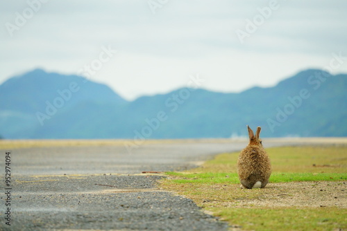 大久野島（うさぎ島）のうさぎの後ろ姿