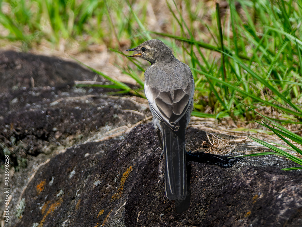 Obraz premium 地面を歩くムクドリ