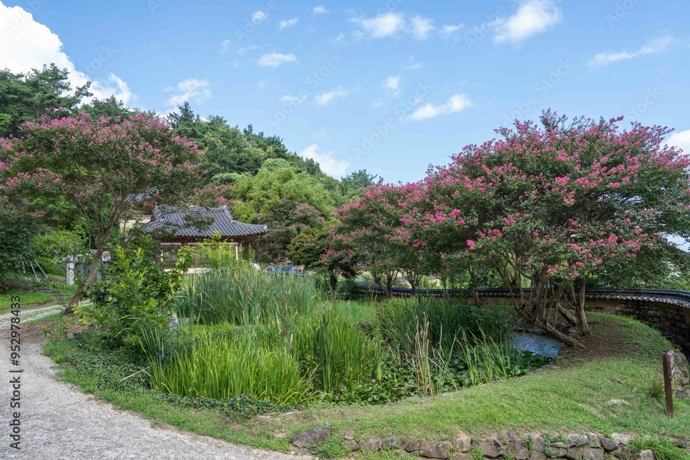 담양 명옥헌원림의 배롱나무꽃(crape myrtle) 담양 명옥헌원림의 배롱나무꽃(crape myrtle)