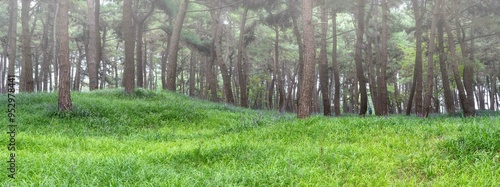 장항 송림산림욕장(송림공원)의 보라색 맥문동꽃(Liriope platyphylla) photo