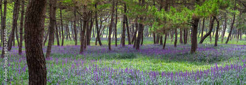 장항 송림산림욕장(송림공원)의 보라색 맥문동꽃(Liriope platyphylla) photo