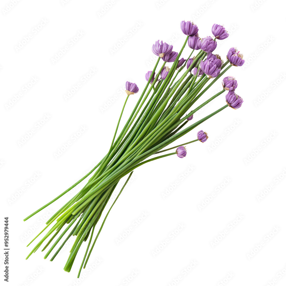 Fototapeta premium Chives object isolated on transparent png.