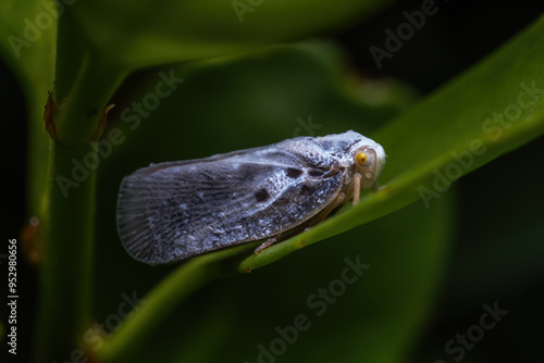 Side view of a Citrus Flatid Planthopper (Metcalfa pruinosa). photo