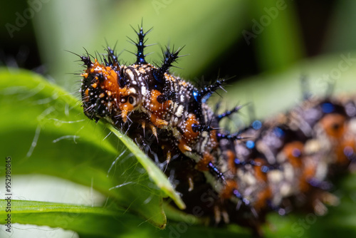 Closeup of a Common Buckeye caterpillar (Junonia coenia).