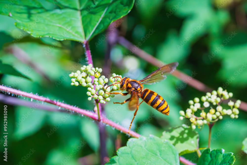 Fototapeta premium ノブドウ（山葡萄）の茂みの中で餌を探し飛行するスズメバチ