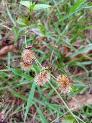 Praxelis Clematidea, Praxelis plant, Asteraceae photo