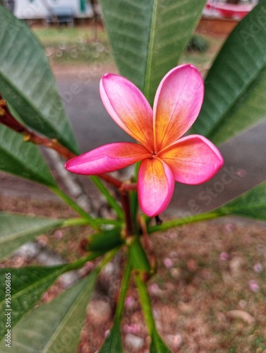 Plumeria Rubra, Kemboja Merah, Frangipani