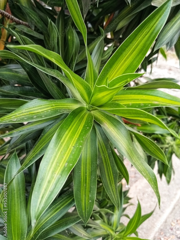 Obraz premium Dracaena Angustifolia, Pleomele Angustifolia, Suji hijau