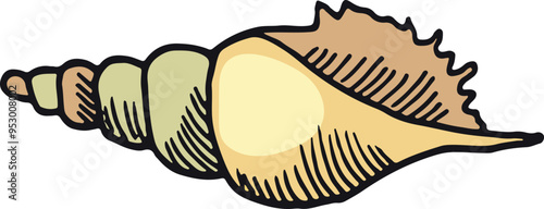 Beach conch color sketch. Ocean shell drawing