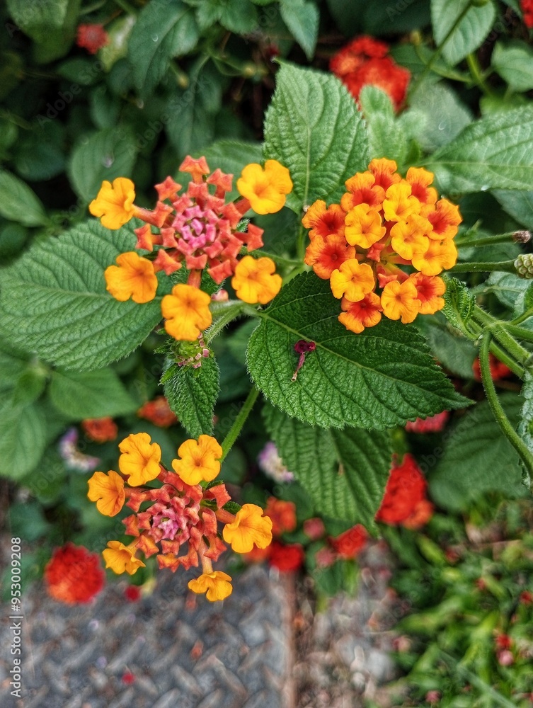 Lantana Camara, West Indian Lantana, Tahi ayam, Saliara, Tembelekan Lantana Camara, West Indian Lantana, Tahi ayam, Saliara, Tembelekan
