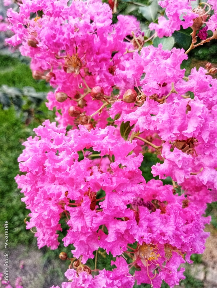Bungur, Lagerstroemia, Lagerstroemia Indica, Crape Myrtle, Crepe Myrtle, Crêpe Myrtle, Crepeflower Bungur, Lagerstroemia, Lagerstroemia Indica, Crape Myrtle, Crepe Myrtle, Crêpe Myrtle, Crepeflower