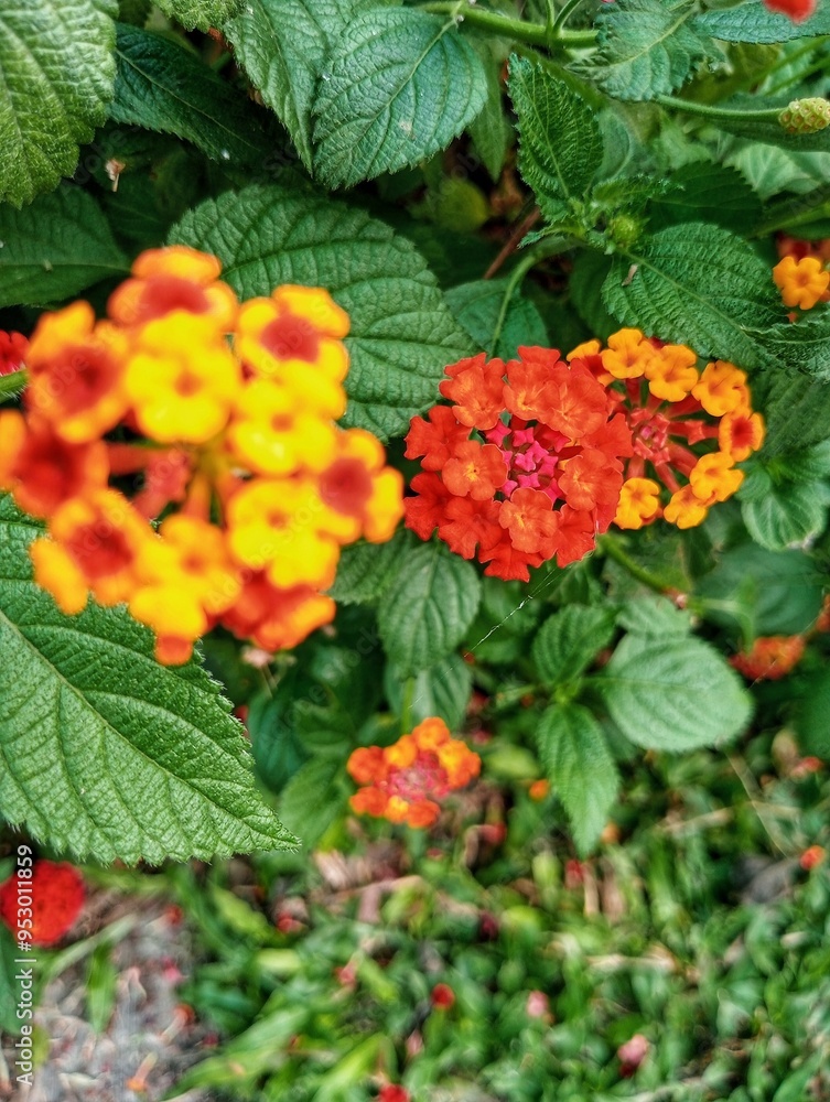 Lantana Camara, West Indian Lantana, Tahi ayam, Saliara, Tembelekan Lantana Camara, West Indian Lantana, Tahi ayam, Saliara, Tembelekan