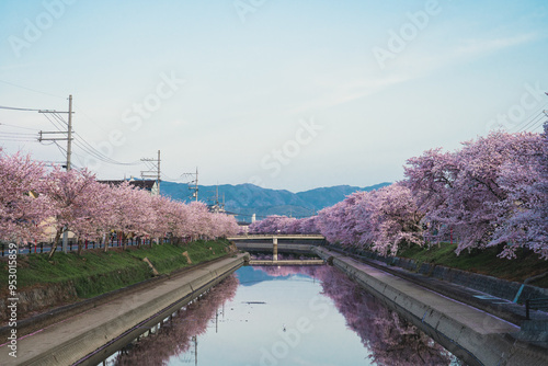 Wall Mural Cherry Blossoms in Kyoto – Iconic Spring Scenery of Japan's Historic Landmarks